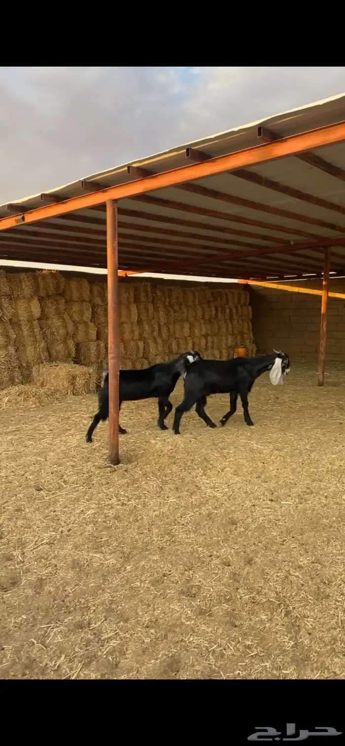 جذعات مشروكات مقنوي 0
