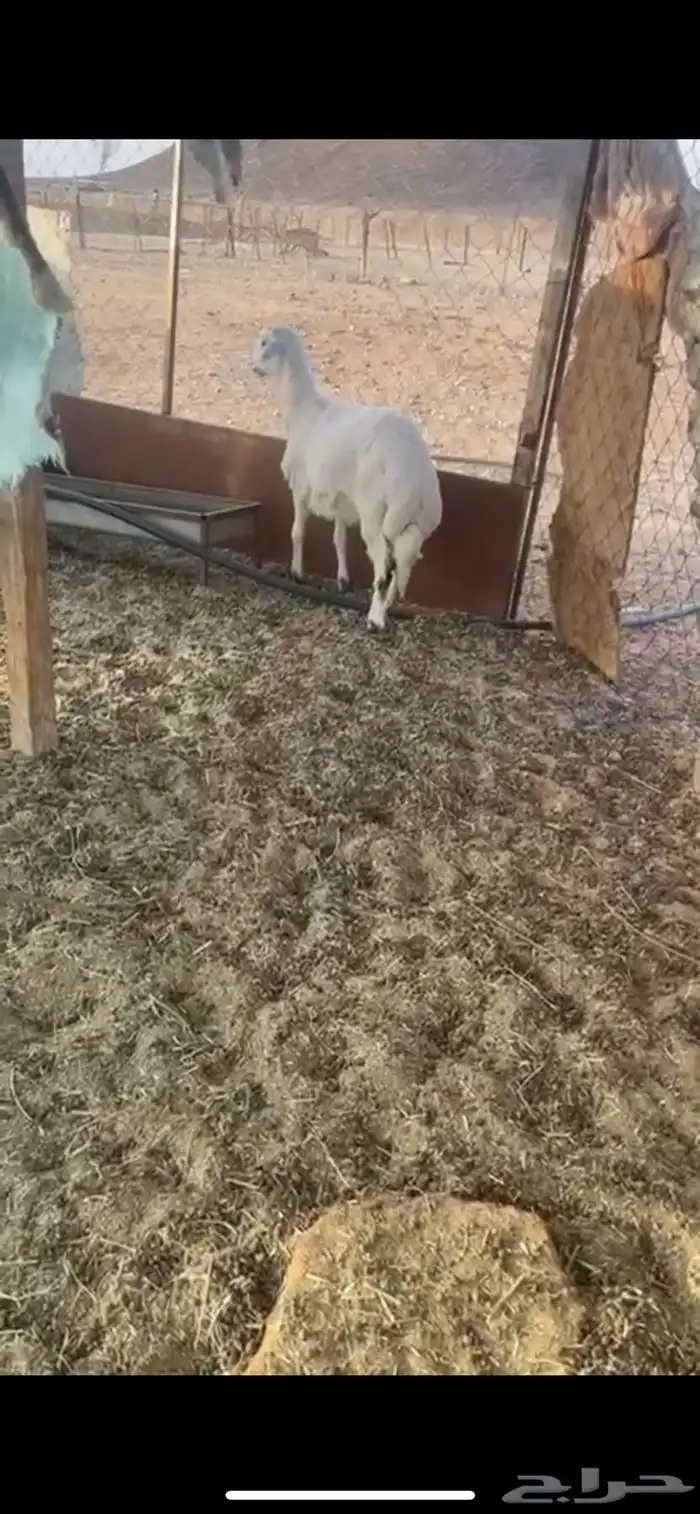 طلي البيع 3