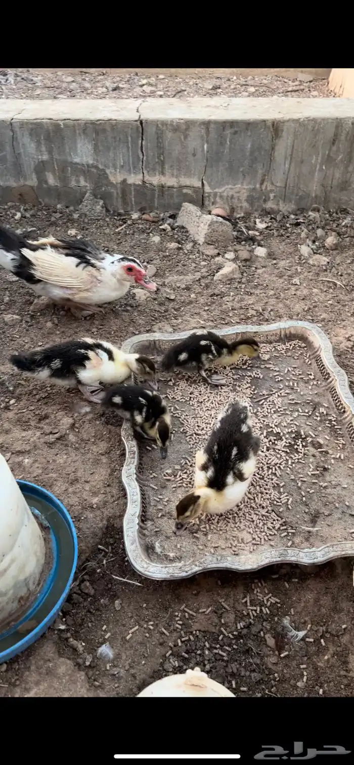 بط مصري وعيالها 1