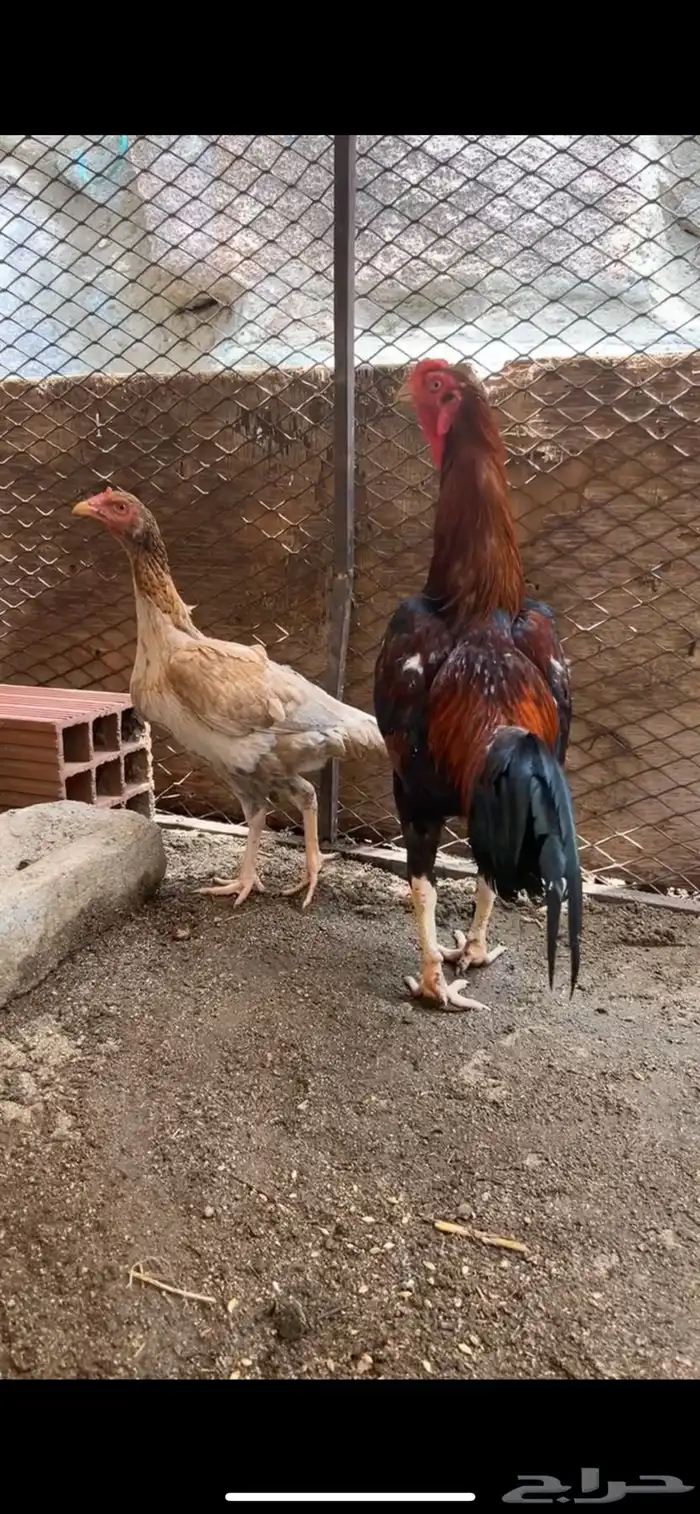 للبيع دجاج باكستاني 2