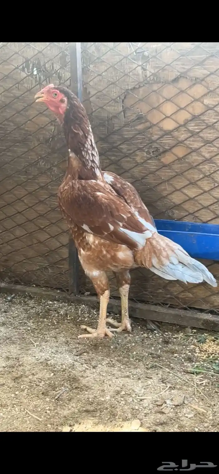 للبيع دجاج باكستاني 0