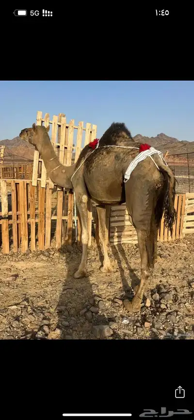 خلفه بكره تحتها بكره ب 8500 index