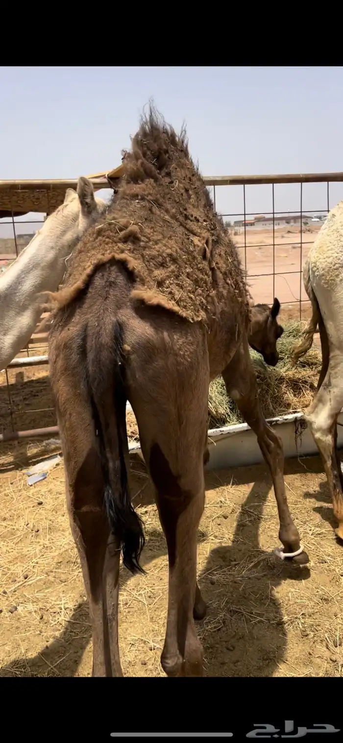 قعود مجهم عمره 5 اشهر على الحليب 0