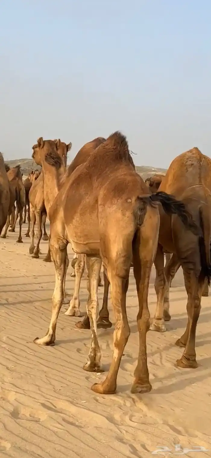 ابل نياق سواحل لقحات(( تم البيع )) 0