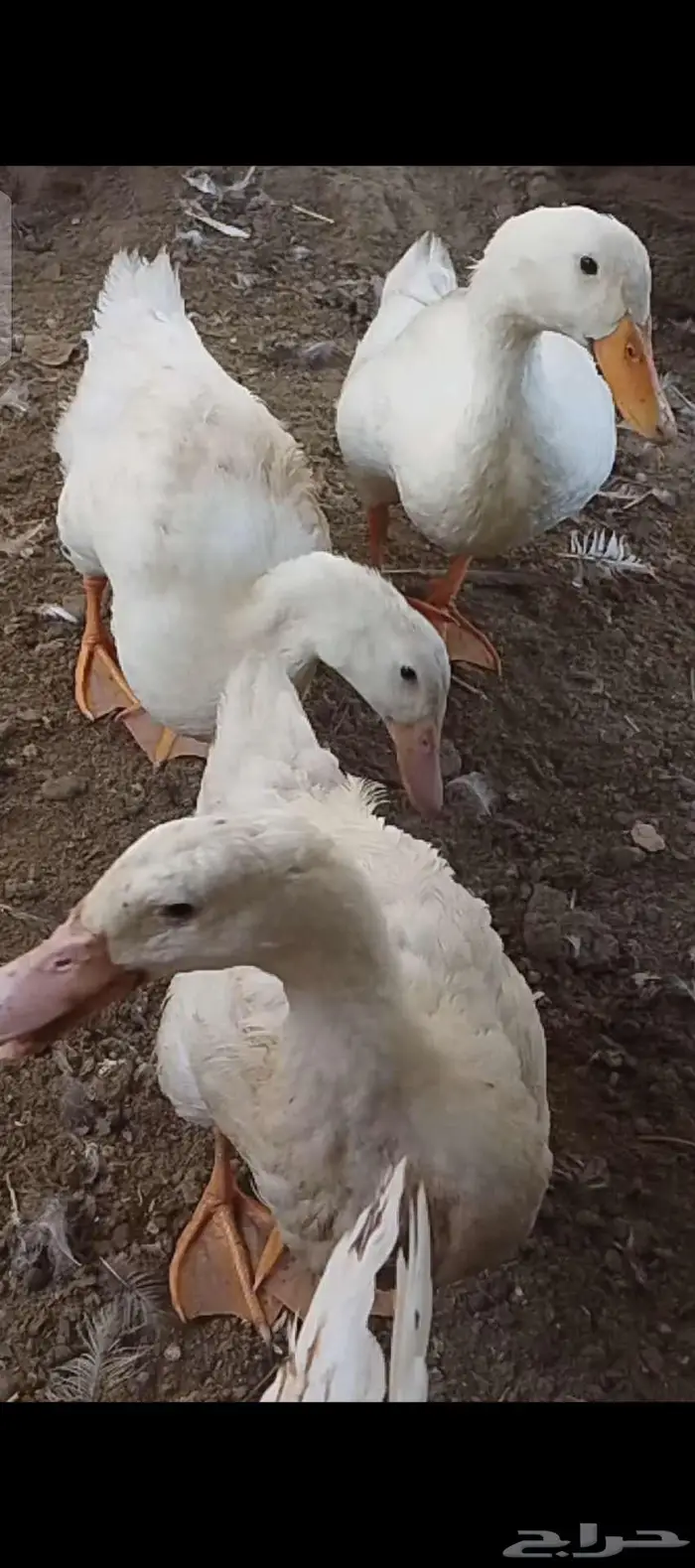 بط بلدي وبكيني الموقع الداير 2