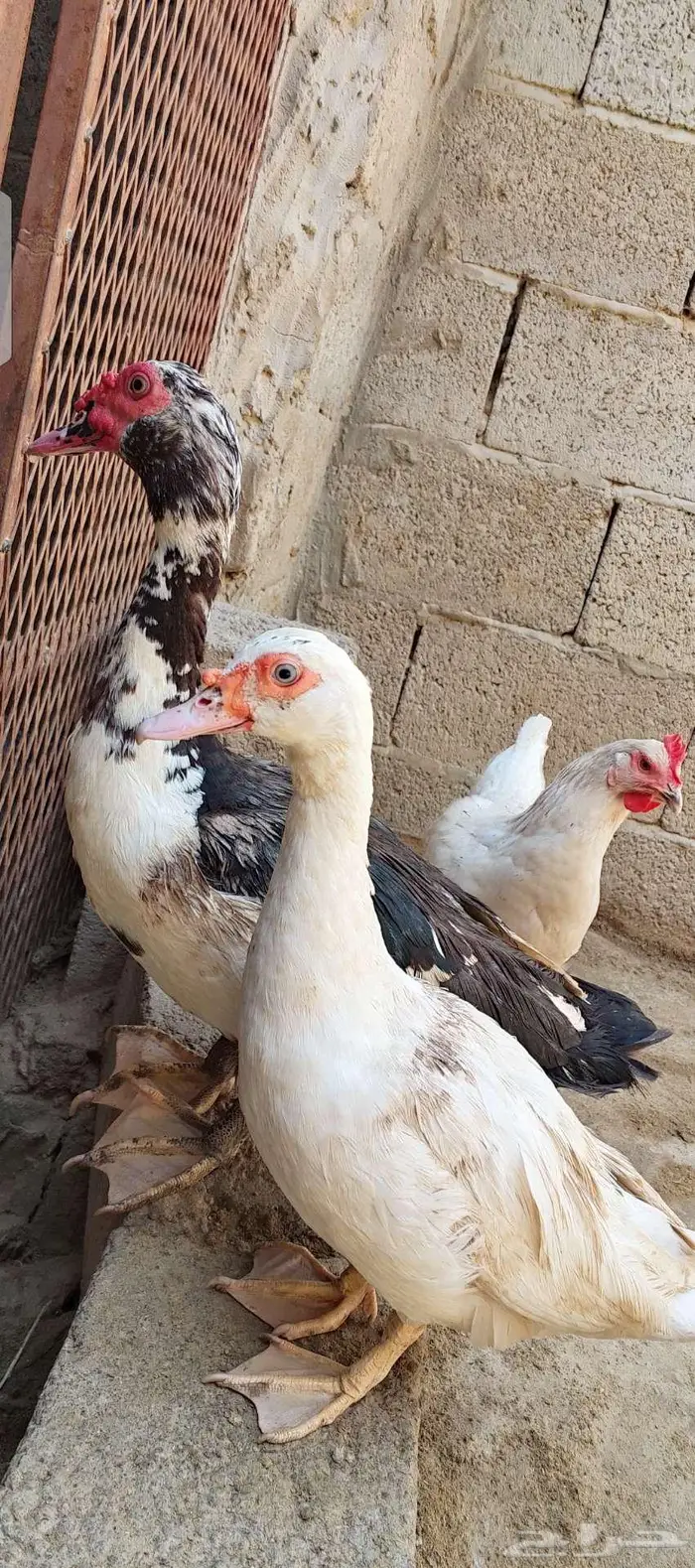 بط بلدي وبكيني الموقع الداير 1