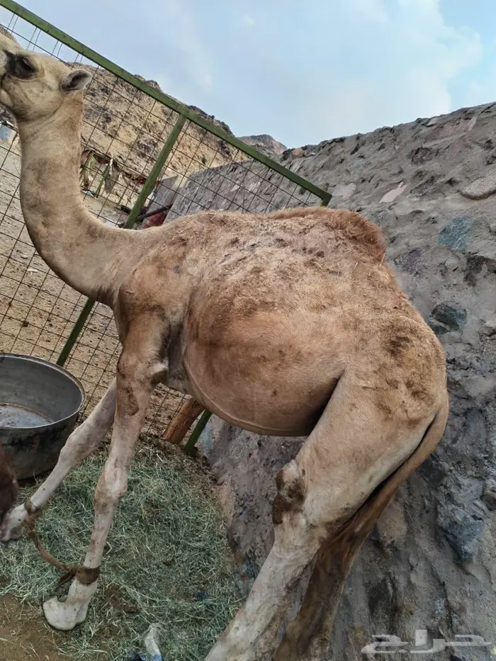 قعدان 2