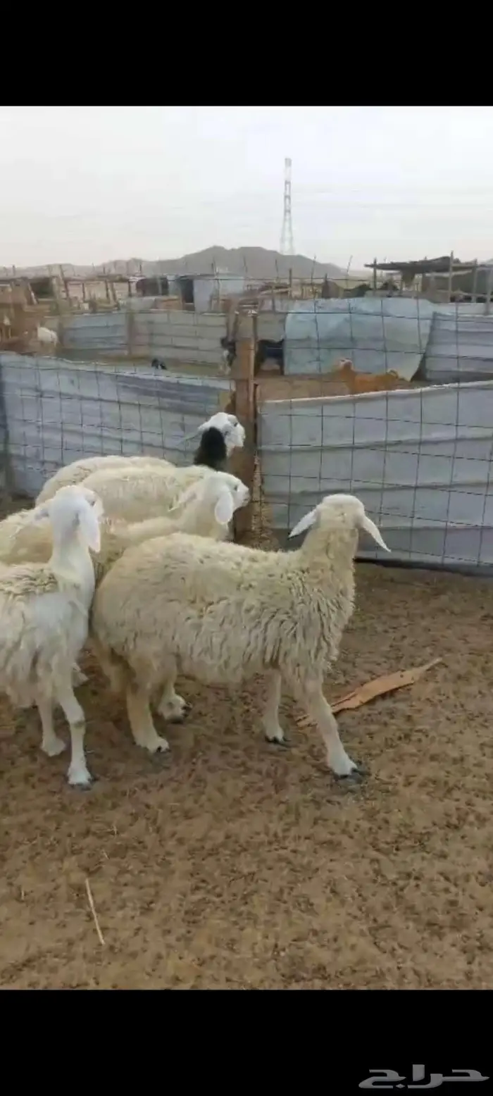 950 بهم ورخال سمحه 5
