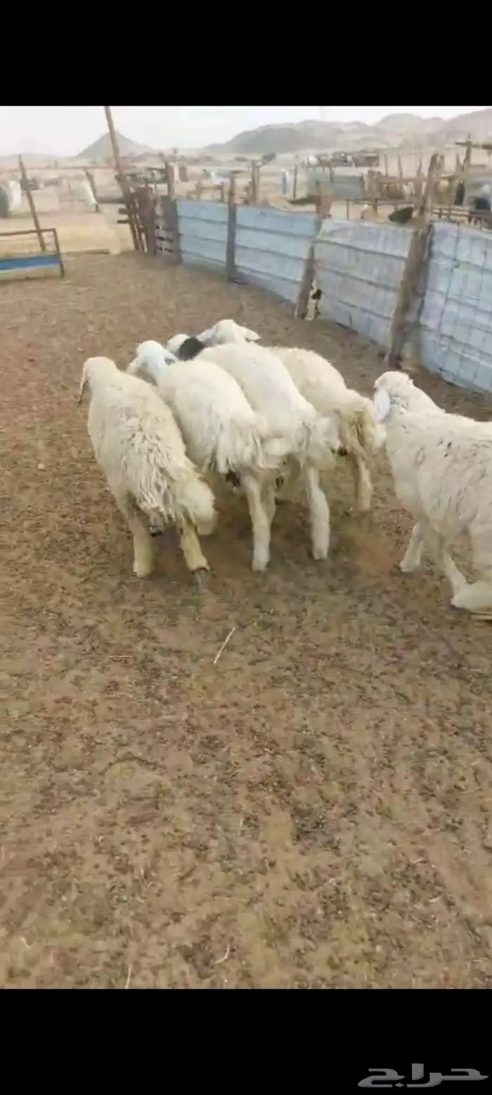 950 بهم ورخال سمحه 7