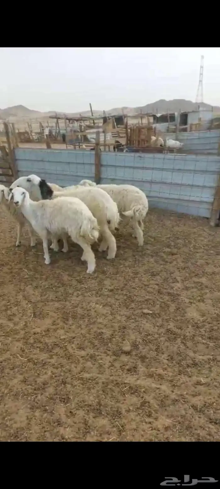 950 بهم ورخال سمحه 4
