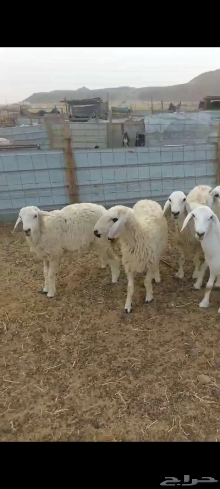 950 بهم ورخال سمحه 3