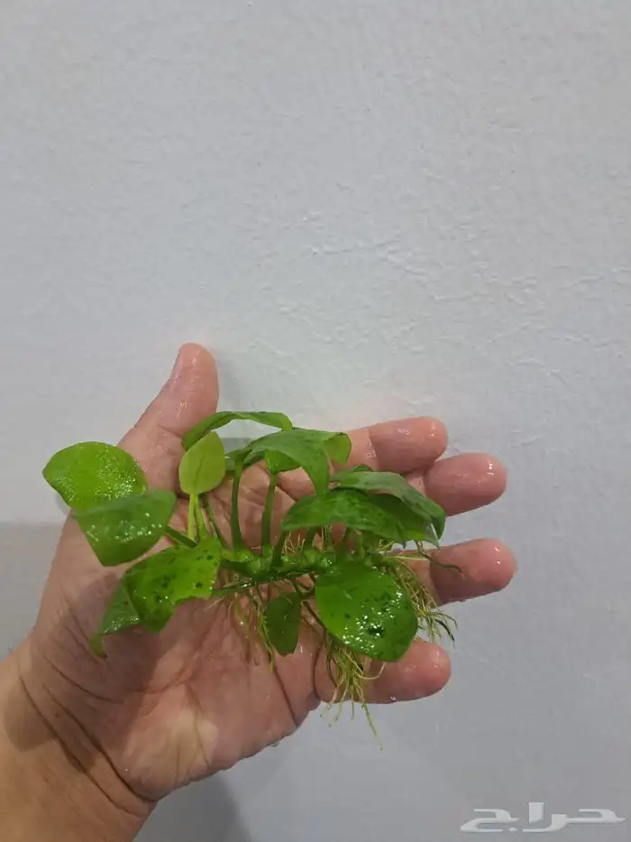 نباتات احواض سمك 4