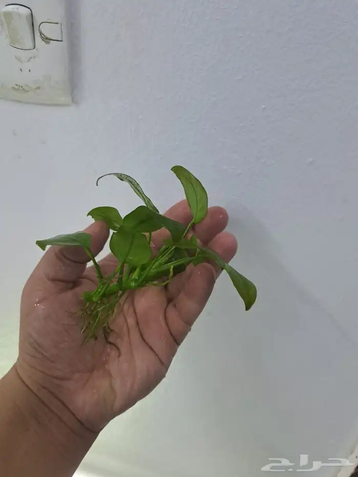 نباتات احواض سمك 8