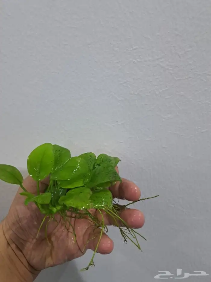 نباتات احواض سمك 1
