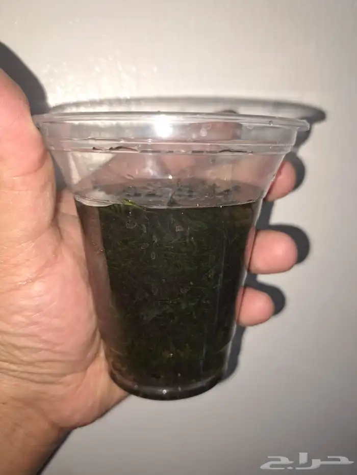نباتات احواض سمك 11