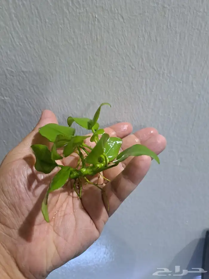 نباتات احواض سمك 9
