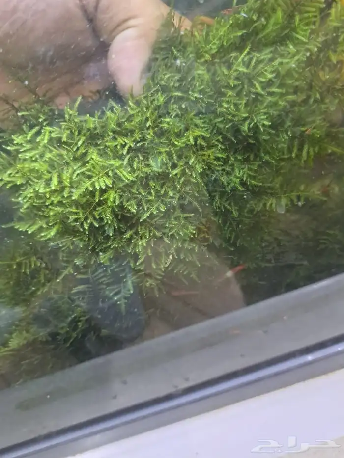 نباتات احواض سمك 10