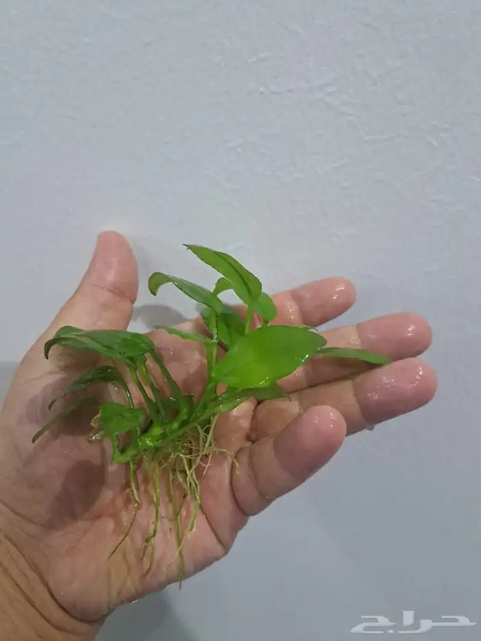 نباتات احواض سمك 0