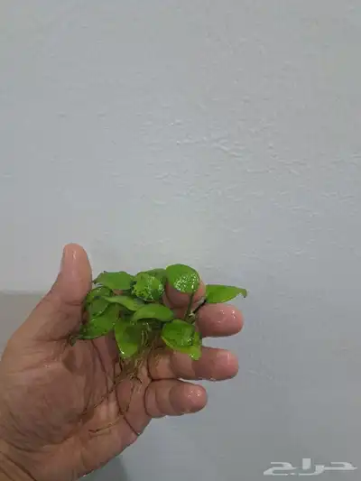 نباتات احواض سمك index
