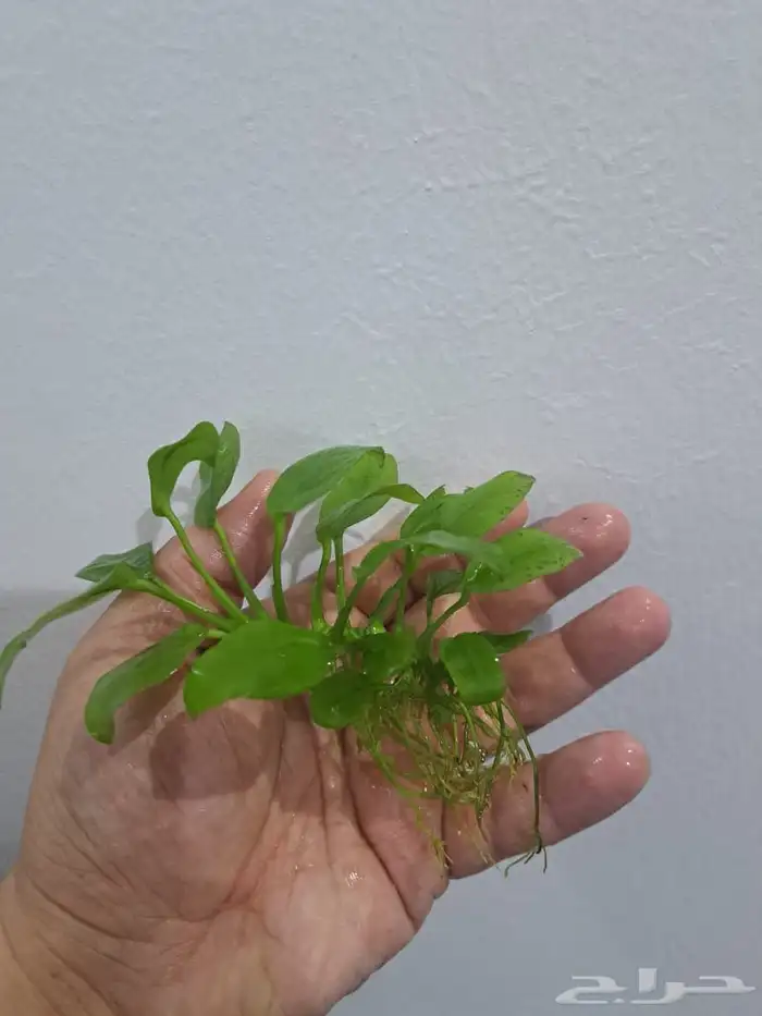نباتات احواض سمك 6