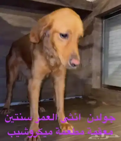 كلبه جولدن للتبني بجده فقط 0