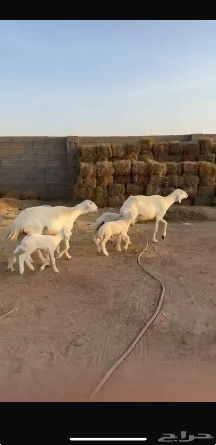 للبيع حريات متويم 1