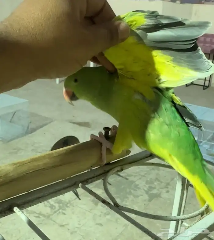 للبيع دره قرين كلير تيل يلو هيد اليف 3