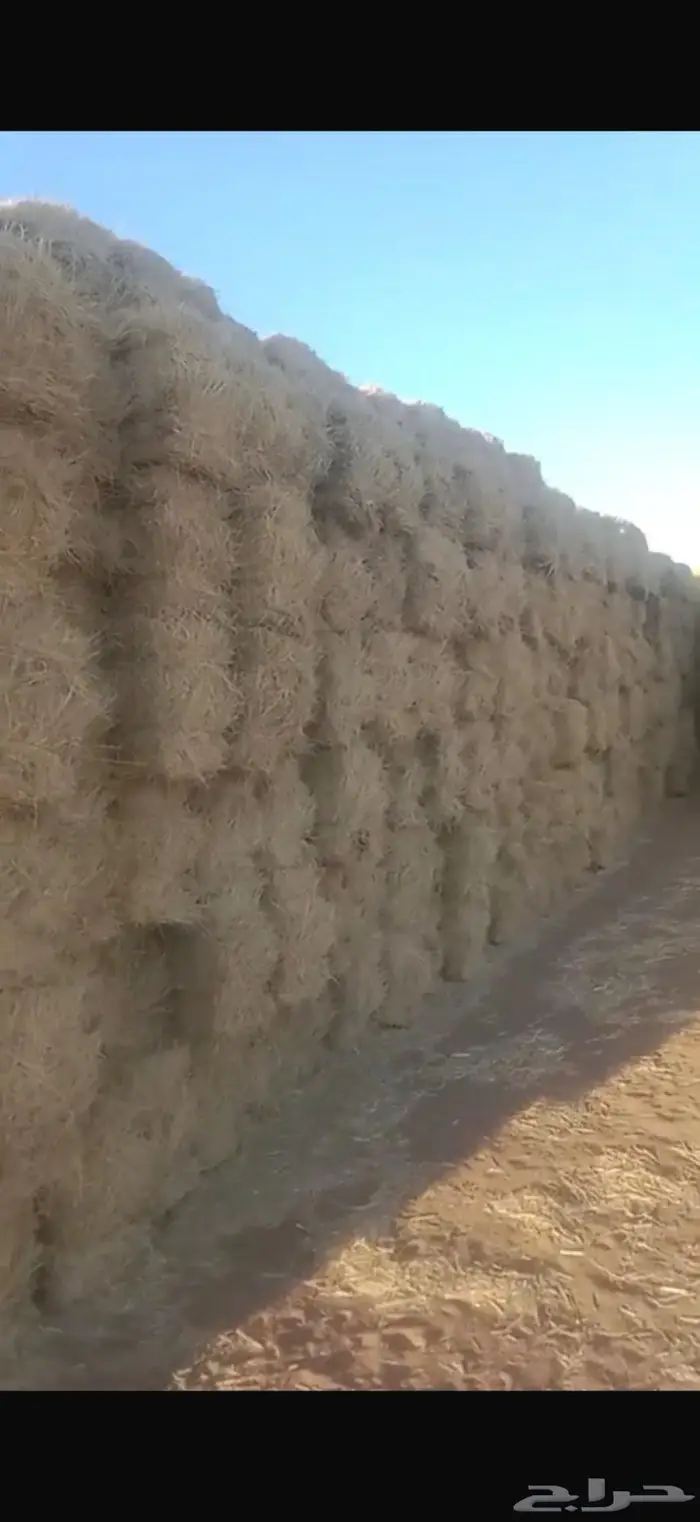 برسيم صافي تبوك 0