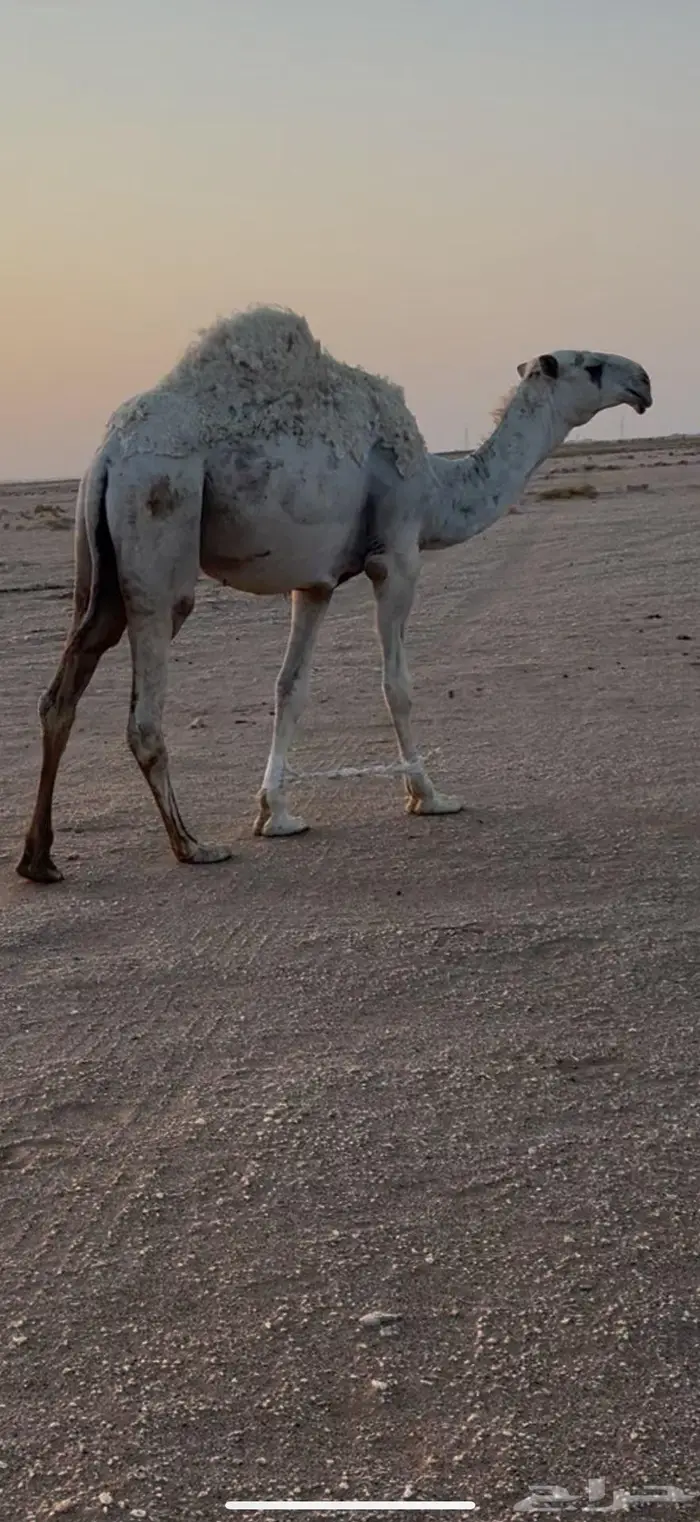 قعود باتلي على بعير متعب العقيلي 2