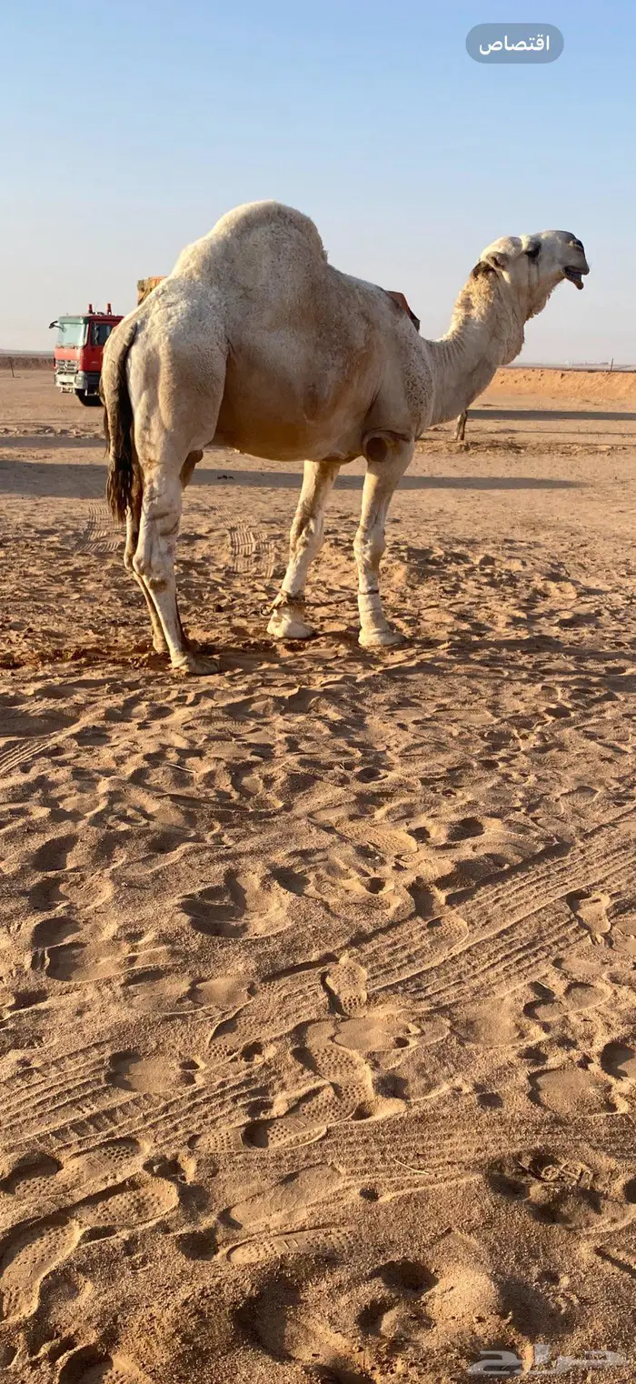 قعود باتلي على بعير متعب العقيلي 1