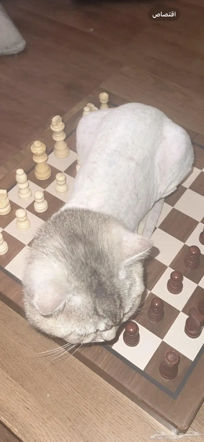 قط ضايع أبيض رمادي 1