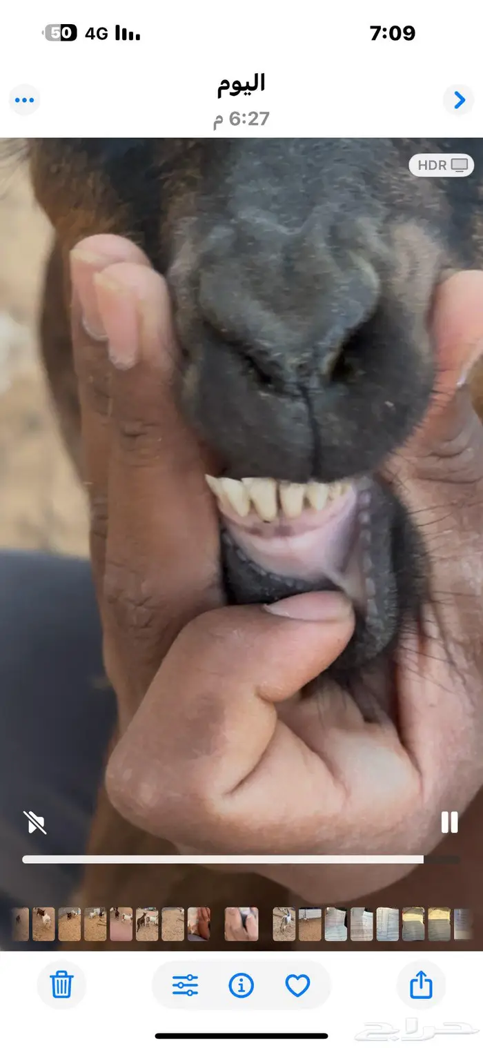 عنزين هجين قزمي شرط مضاريع فحص سونار على قزمي 1