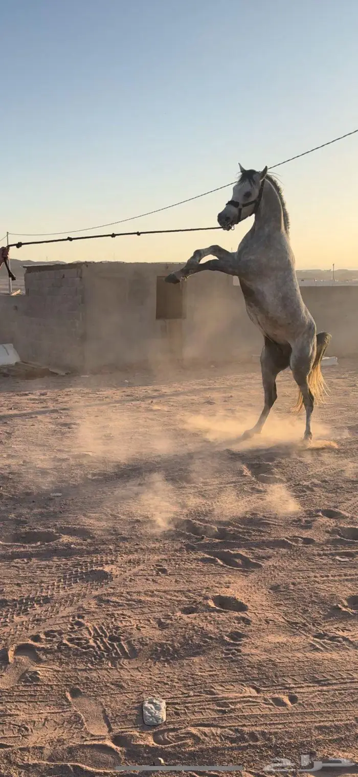 حصان عربي 0