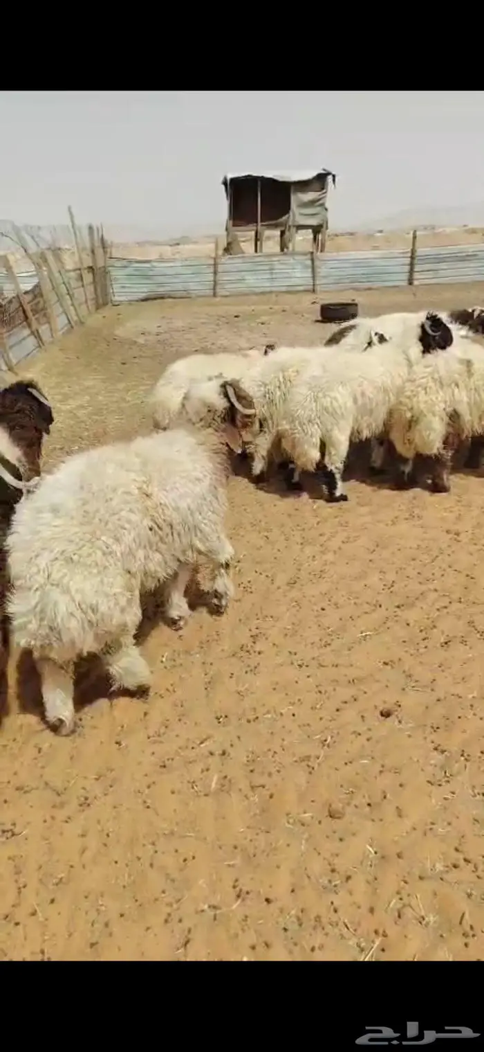 ذبايح نعيمي مفاطيح و ثلاجه مع الذبح وتغليف والتوصيل 6