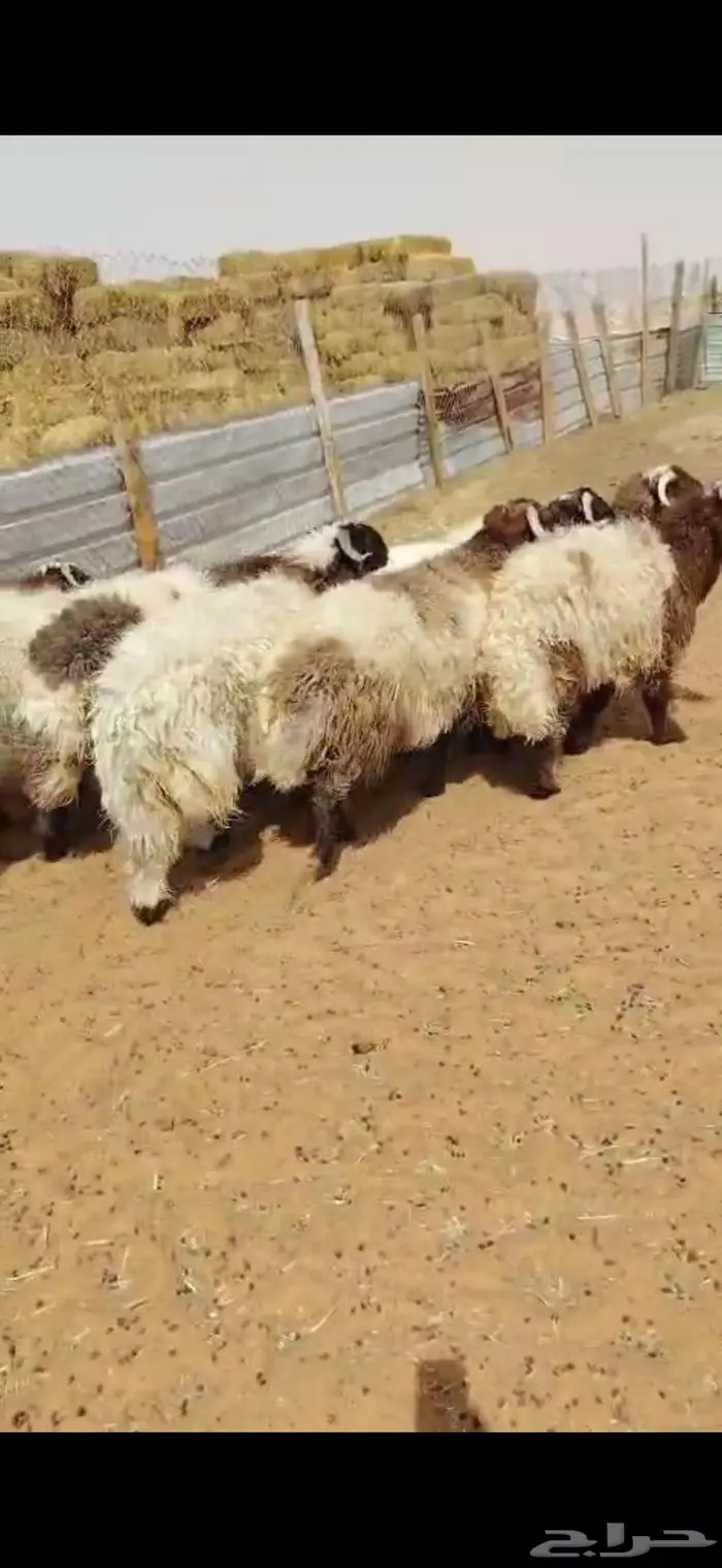 ذبايح نعيمي مفاطيح و ثلاجه مع الذبح وتغليف والتوصيل 9