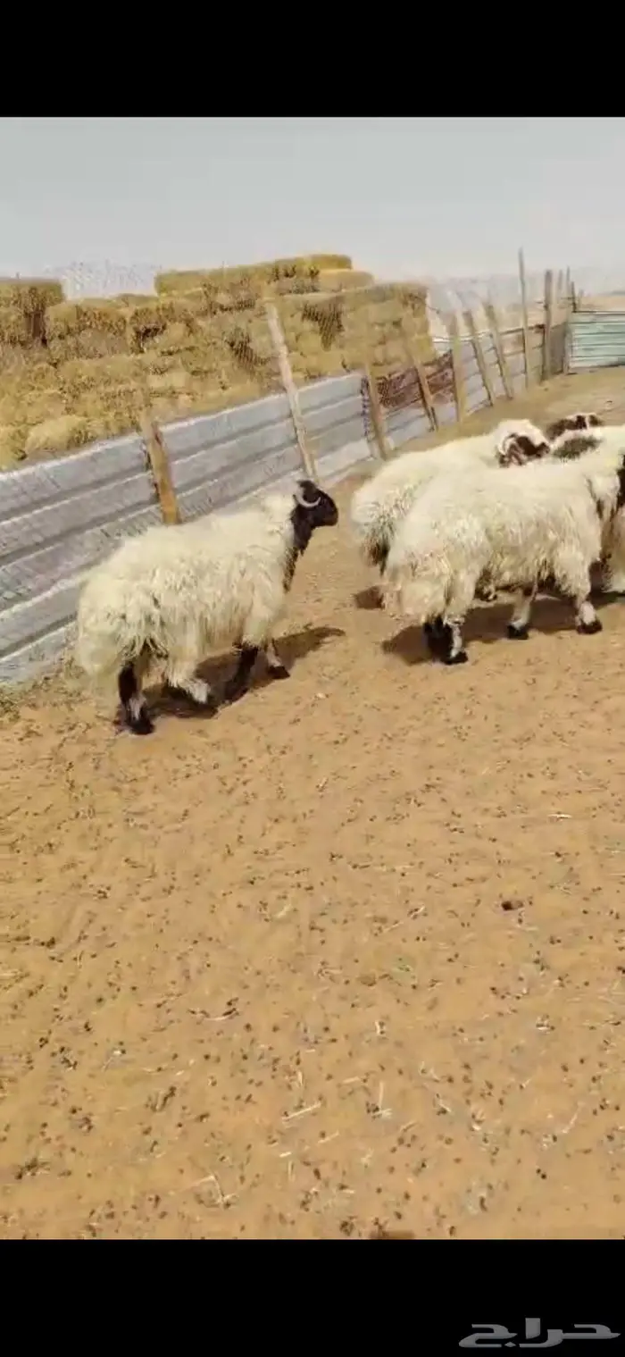 ذبايح نعيمي مفاطيح و ثلاجه مع الذبح وتغليف والتوصيل 5
