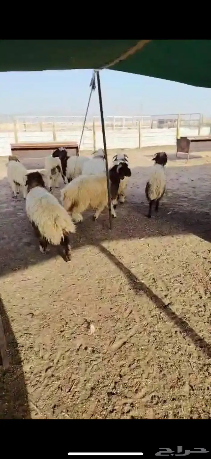 ذبايح نعيمي مفاطيح و ثلاجه مع الذبح وتغليف والتوصيل 11