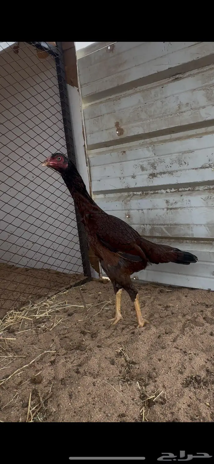 دجاجه بشاير مشجره 1