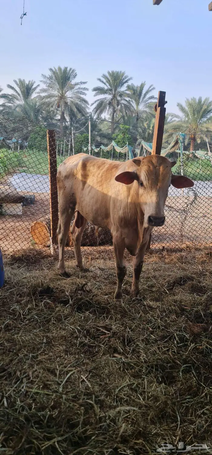 عجل للبيع 2