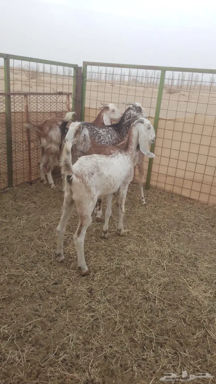 جفار ثنايا مضاريع صنف 0