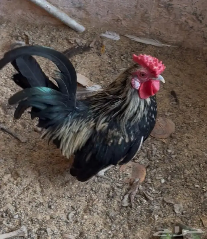 ديك بلاك سبرايت قزم للبيع 0
