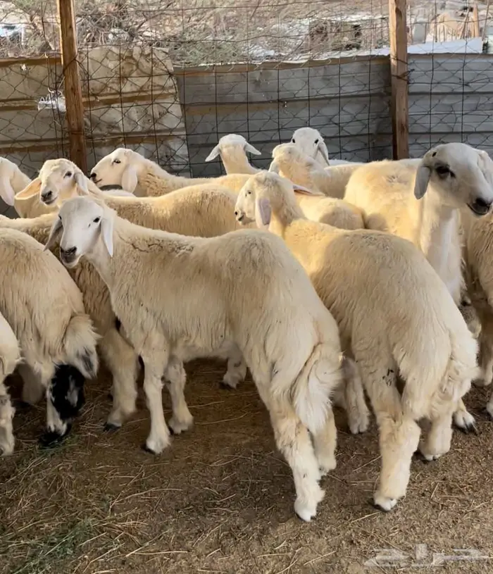 ذبايح طليان حريه سواكن مع التوصيل 11