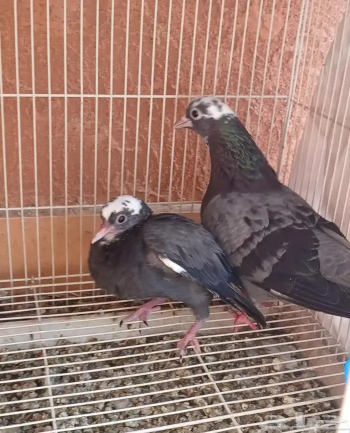 جوز صنعاوي حجم صغير 3