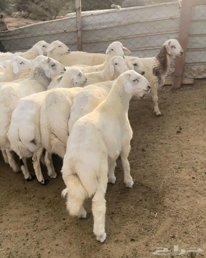 ذبايح طليان حريه سواكن مع التوصيل 7