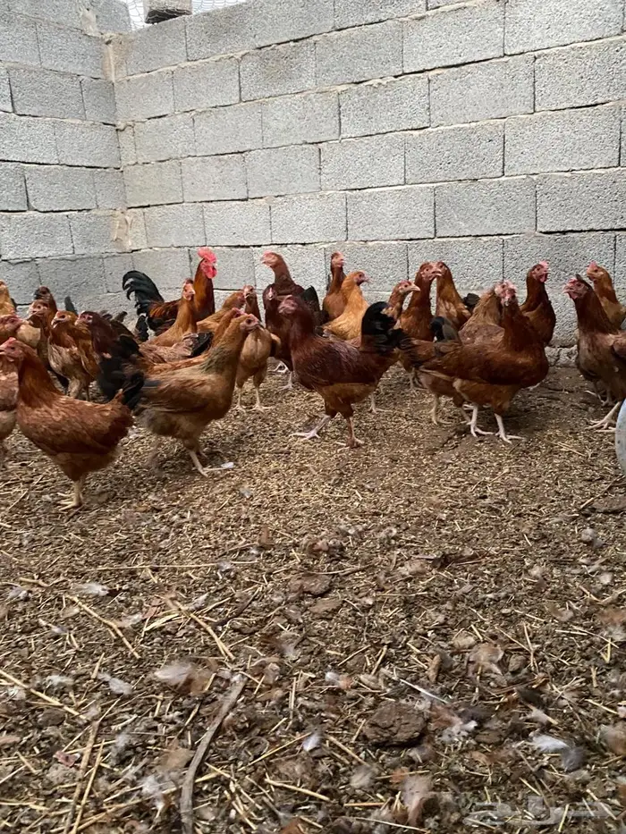 دجاج فرنسي احمر 2