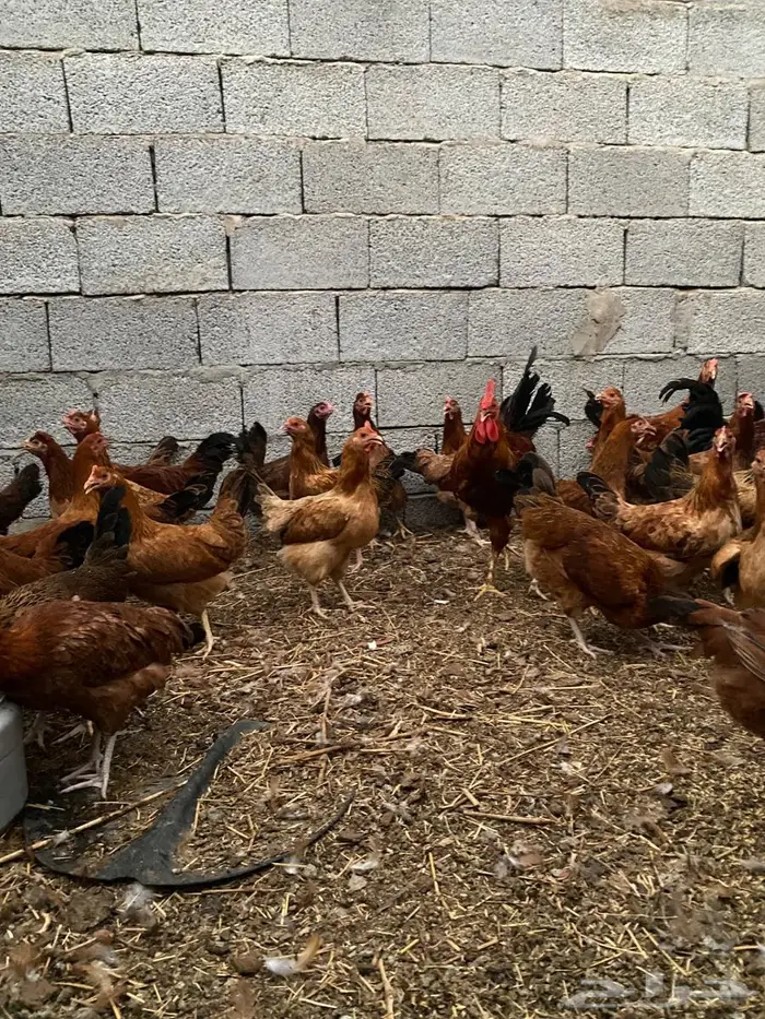 دجاج فرنسي احمر 6