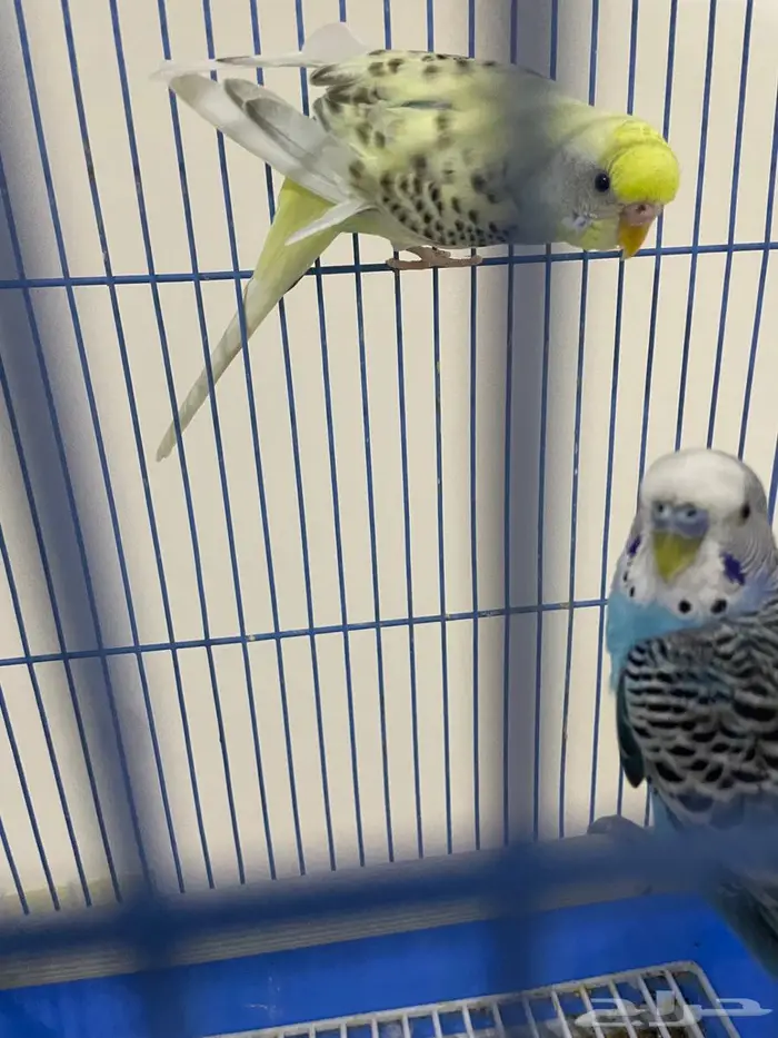 البيع ذكرين حب ( بادجي ) 3