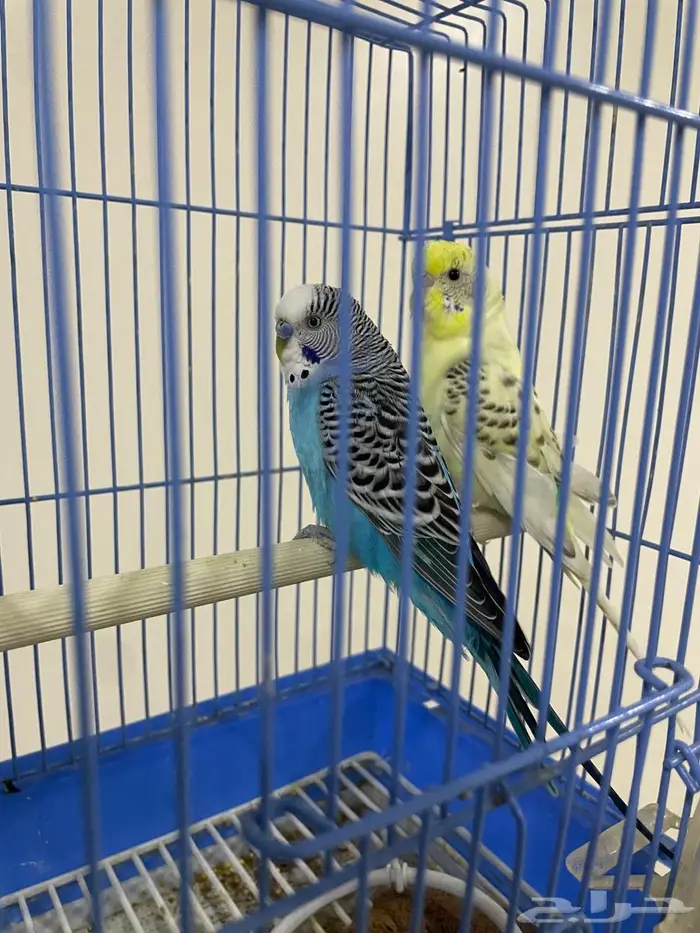 البيع ذكرين حب ( بادجي ) 0