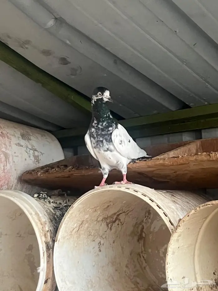 بيع طيور   حمام انثى باكستناني 1