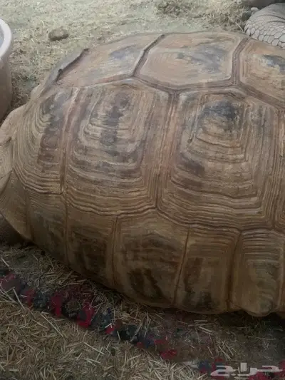 للبيع سلحفاة سلكاتا 0